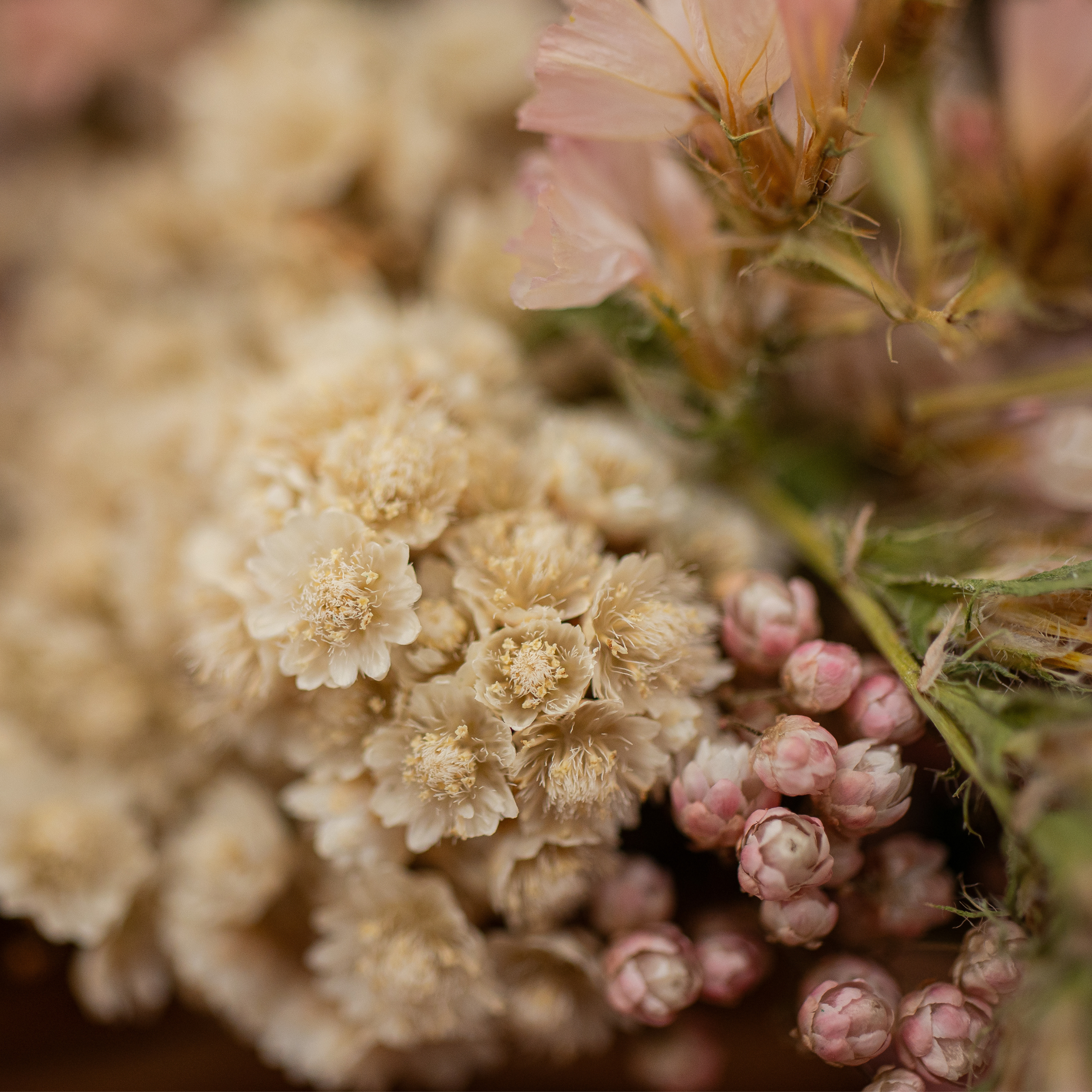 Cesta de Siemprevivas Rosa Pálido
