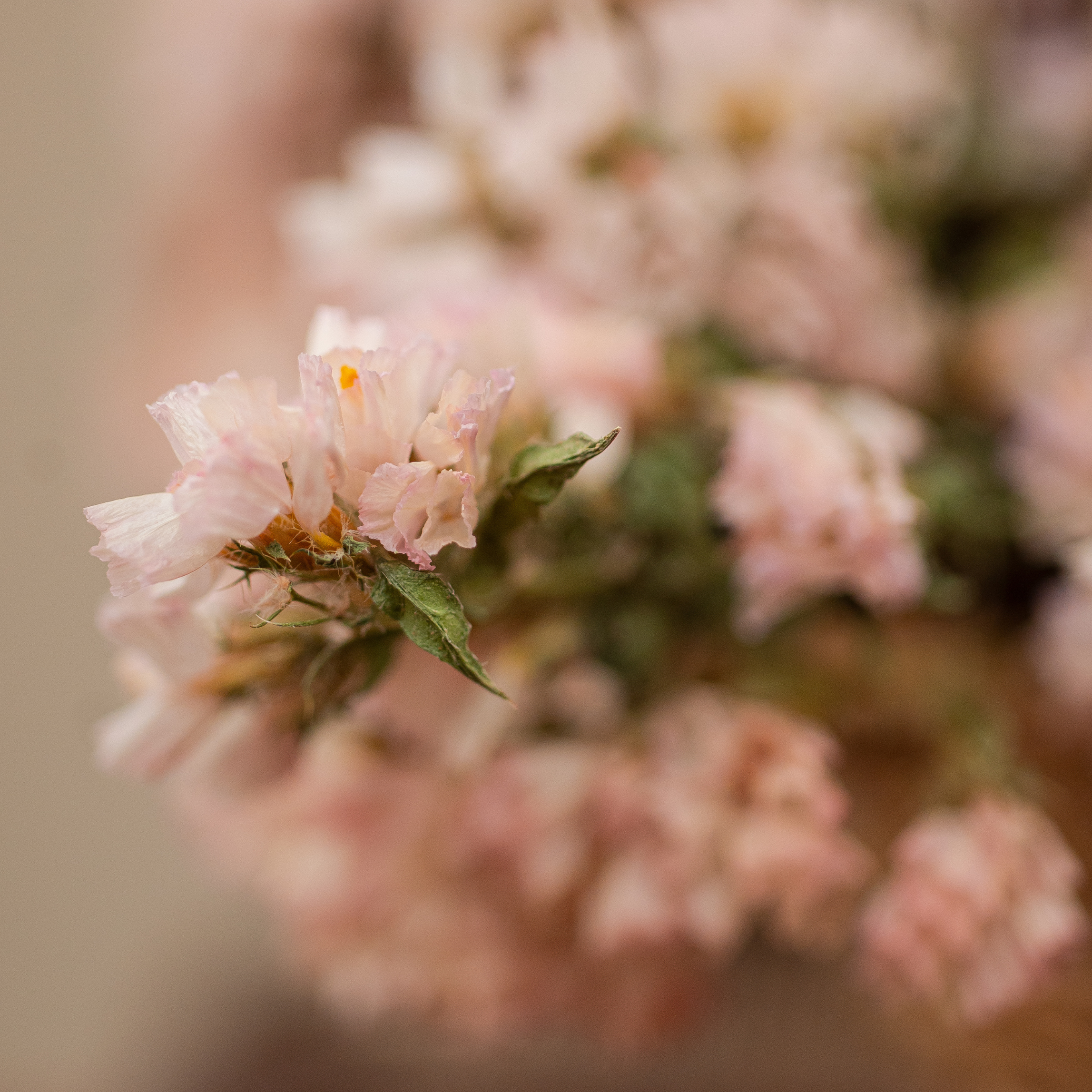 Cesta de Siemprevivas Rosa Pálido