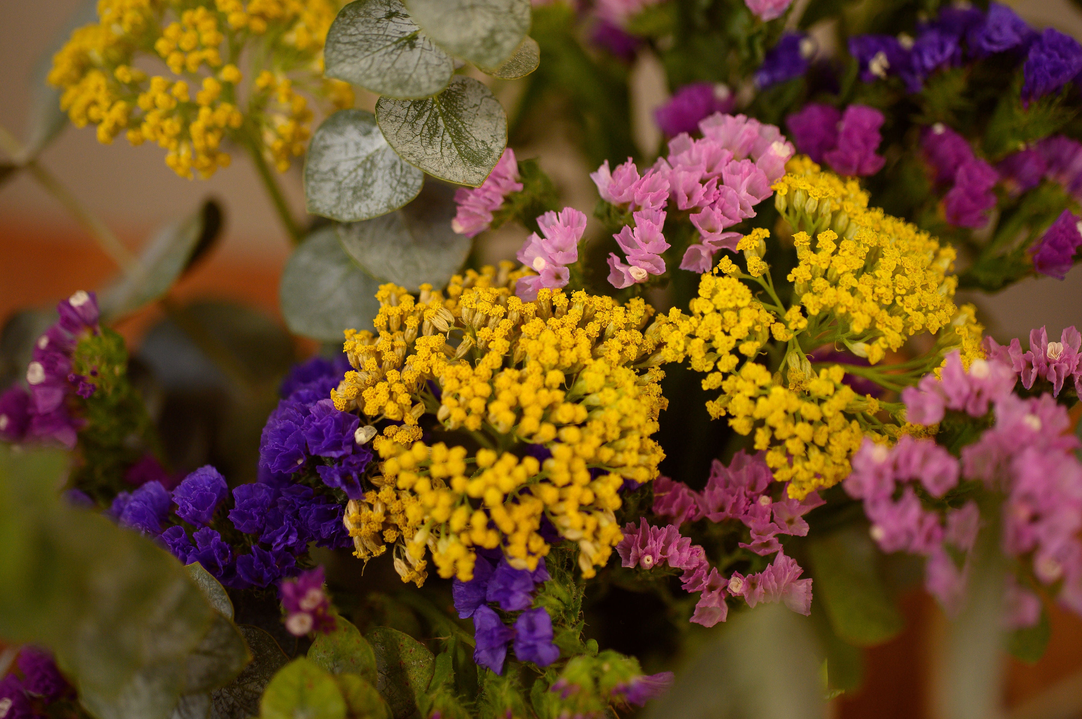 Ramo de Siemprevivas en Caja Tres Gardenias