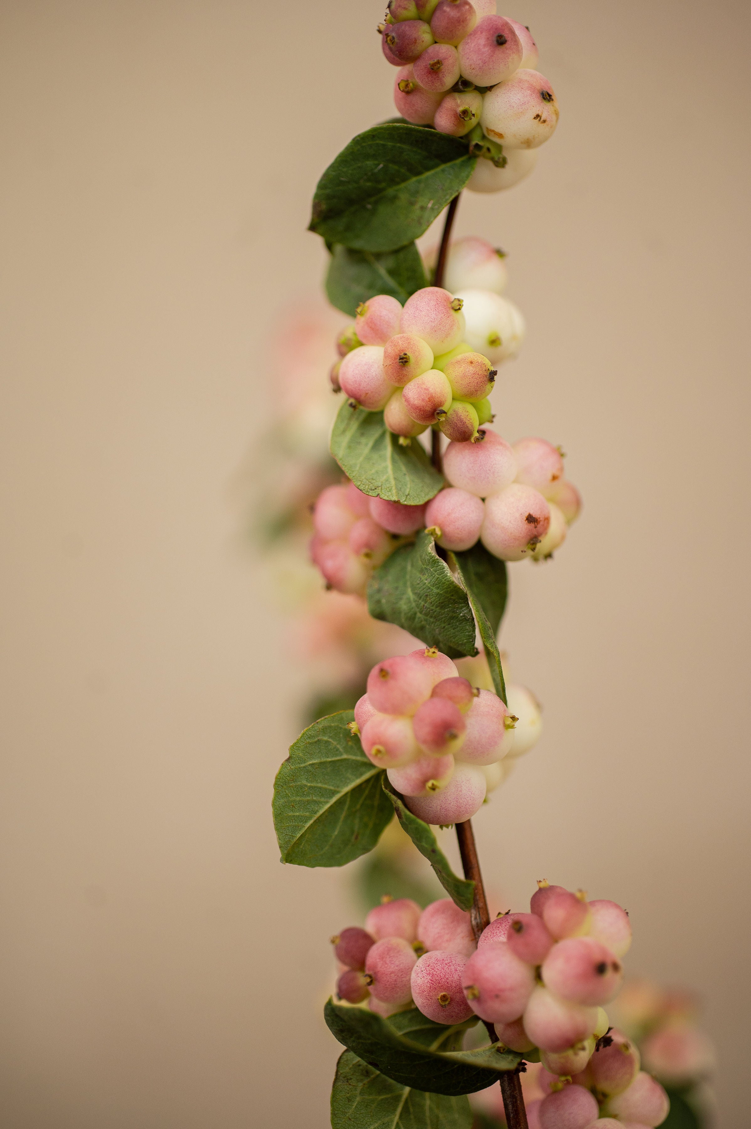Jarrón con Baya de Nieve