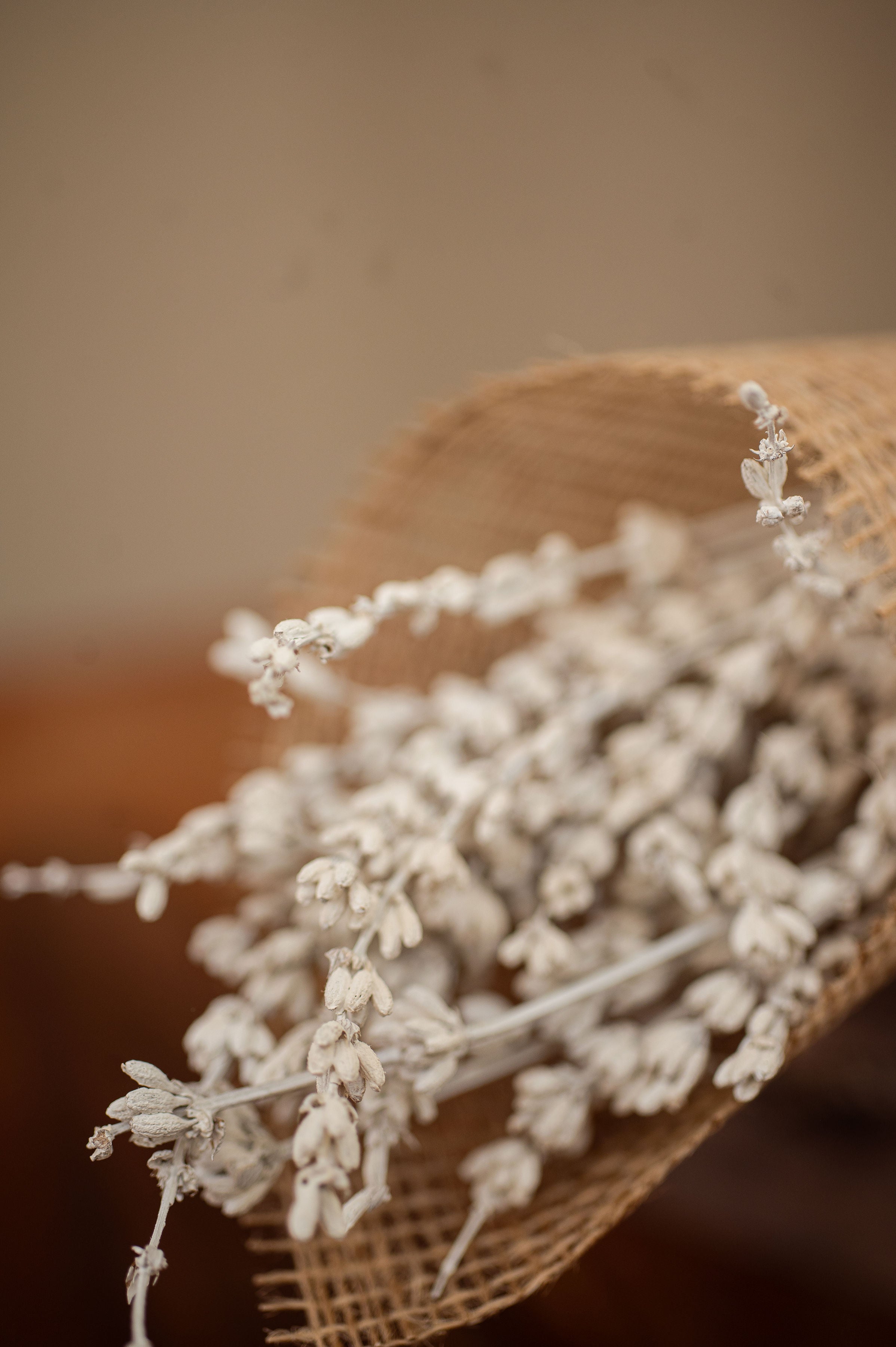 Pack de Lavanda Preservada