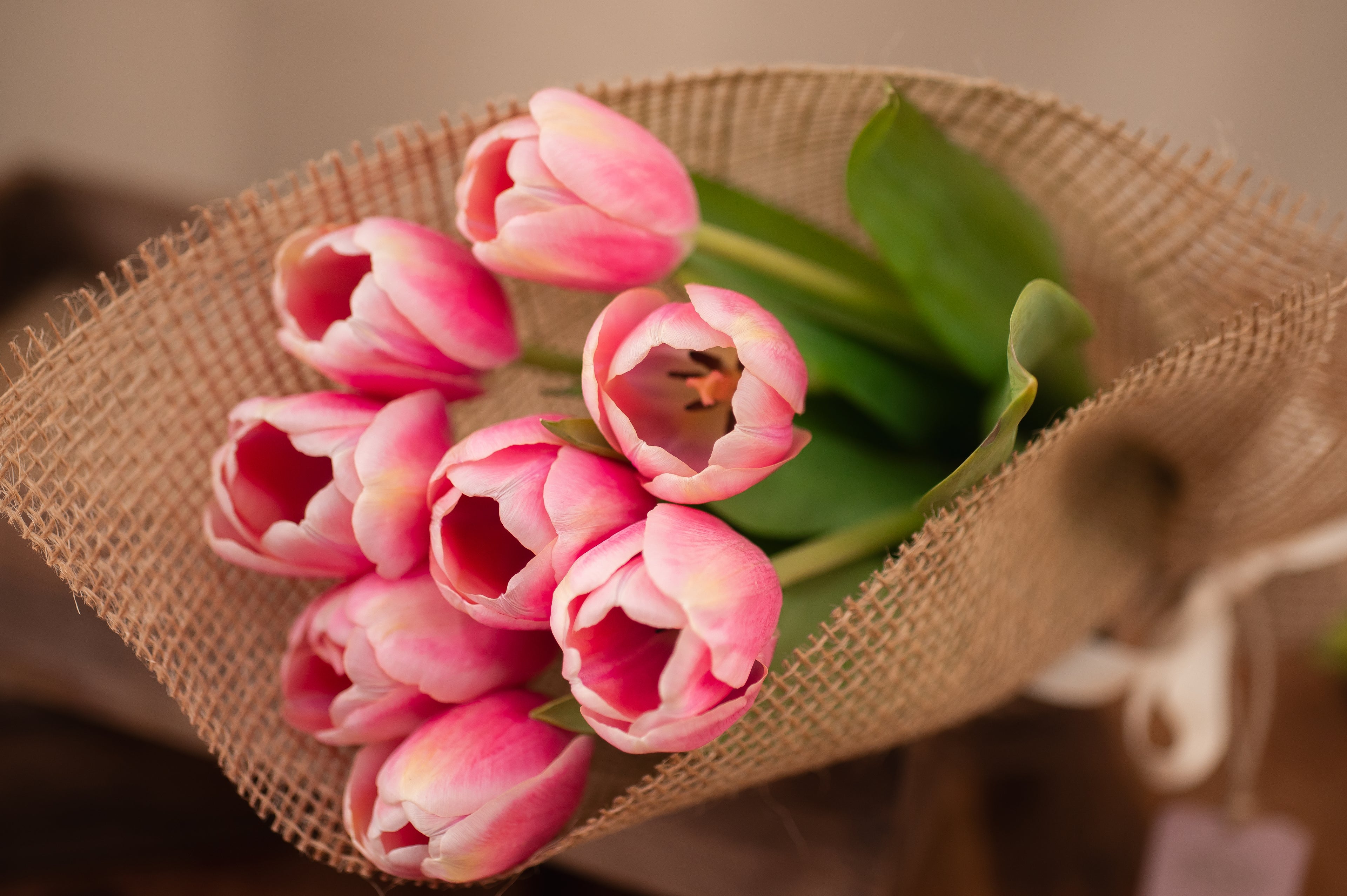 Pack de 8 Tulipanes