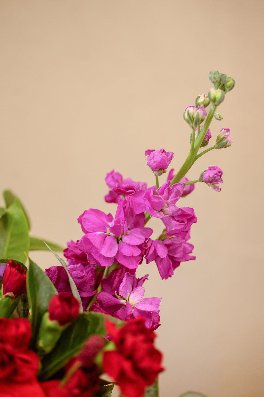 Seleccion de Tonos Rojos (Jarrón Incluido) - Tres Gardenias