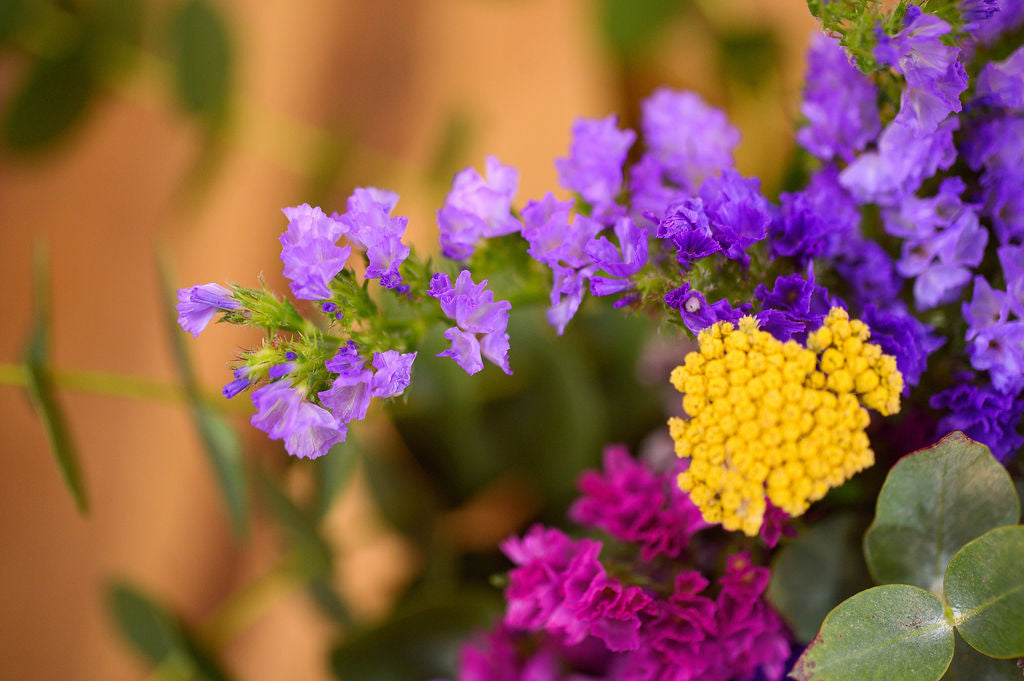 Ramo de Siemprevivas en Bolsa de Regalo - Tres Gardenias