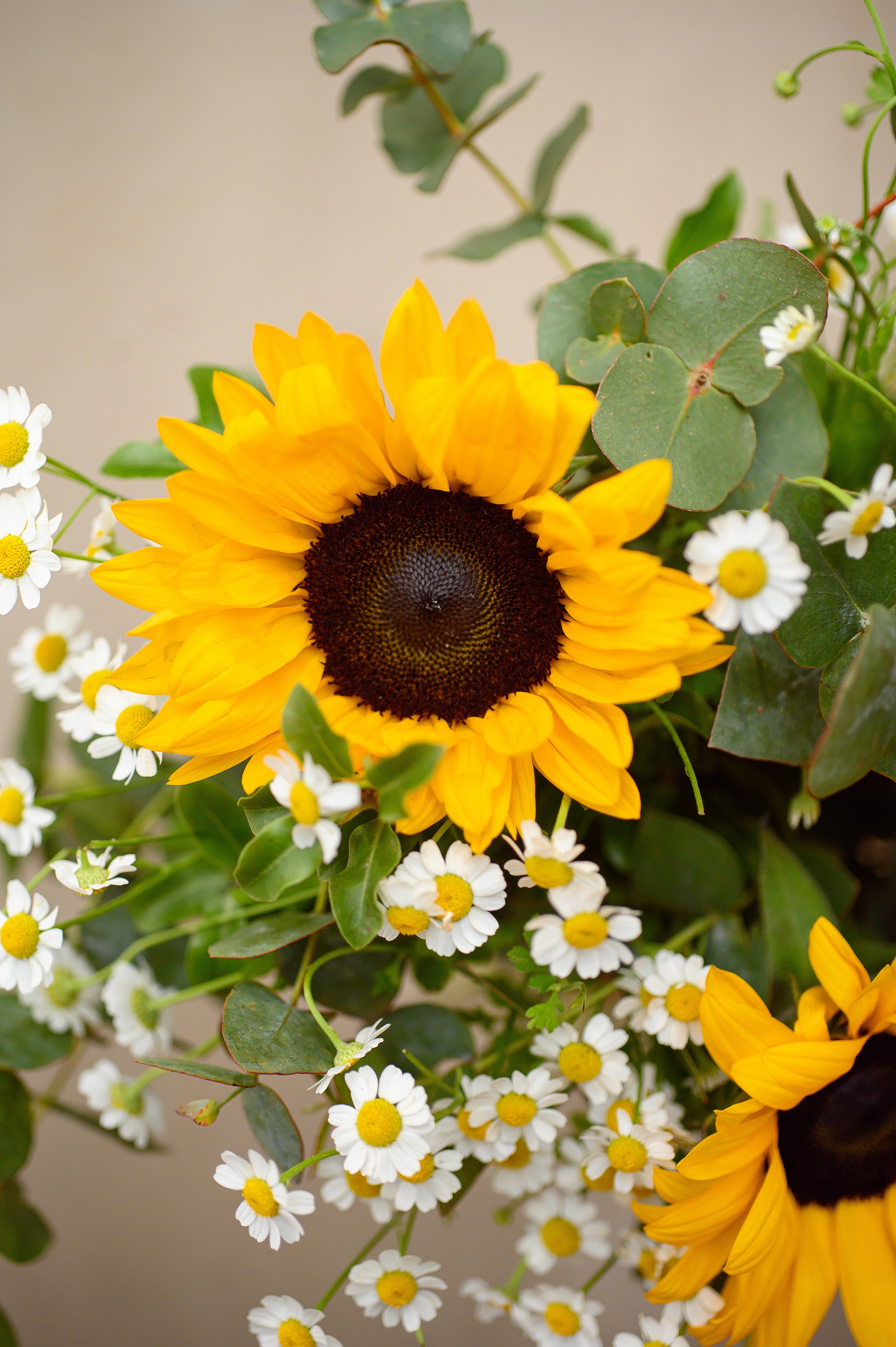 Ramo de Girasoles con Flor de Manzanilla - Tres Gardenias