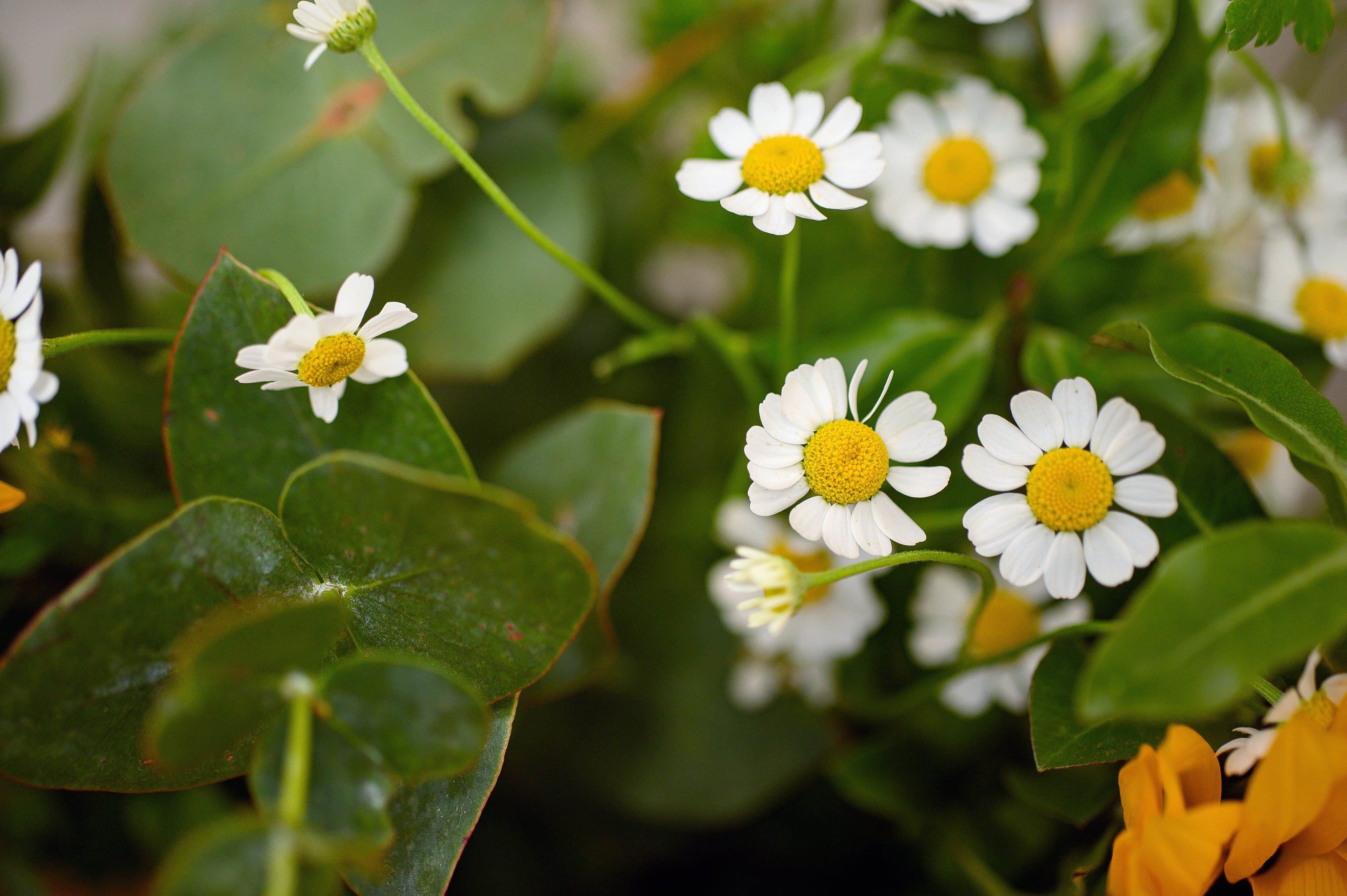 Ramo de Girasoles con Flor de Manzanilla - Tres Gardenias