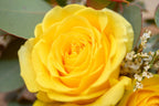 Tres Rosas Amarillas - Tres Gardenias